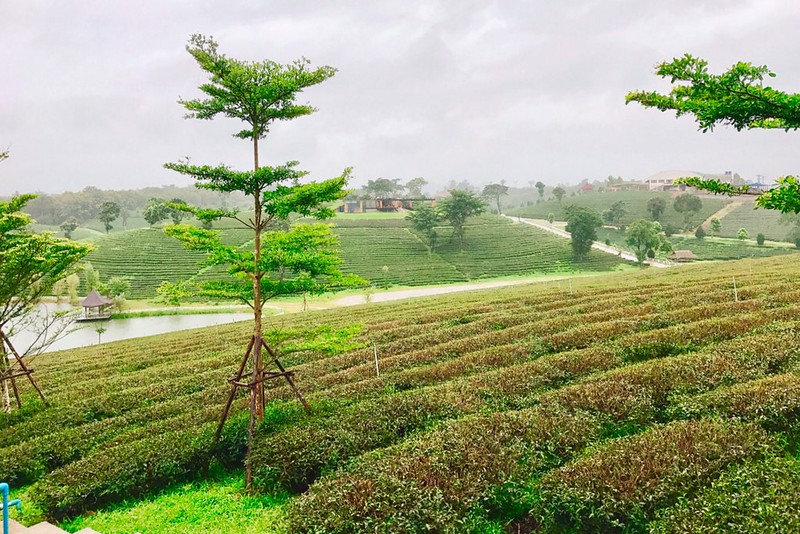 泰國清萊｜翠峰茶園 Chui Fong Tea Farm｜泰緬邊境最大的茶園，IG打卡超熱門景點，每日現做抹茶蛋糕必吃 @飛天璇的口袋