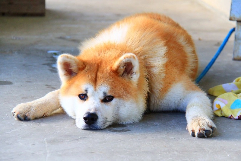 日本秋田｜森吉山阿仁滑雪場．一年四季有不同的美景，秋天楓紅盛況和交通方式 @飛天璇的口袋