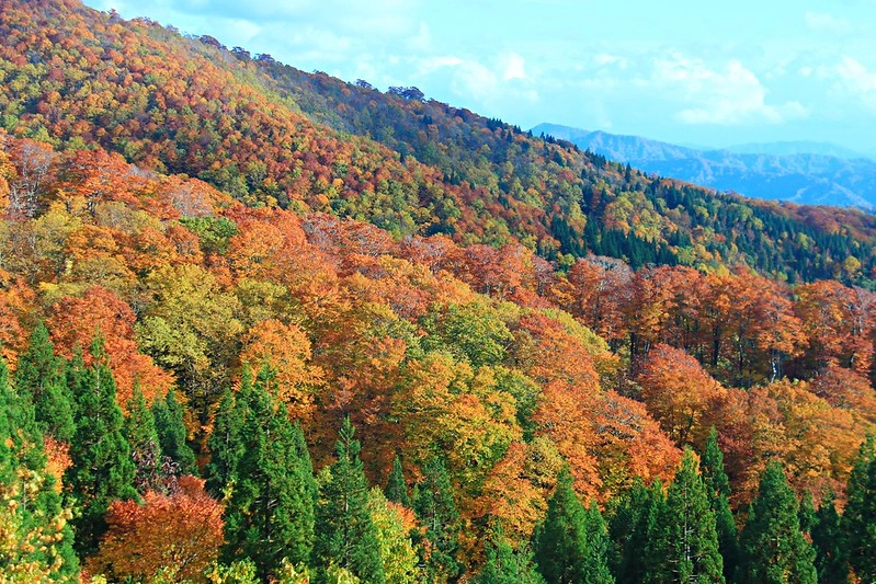 日本秋田｜森吉山阿仁滑雪場．一年四季有不同的美景，秋天楓紅盛況和交通方式 @飛天璇的口袋