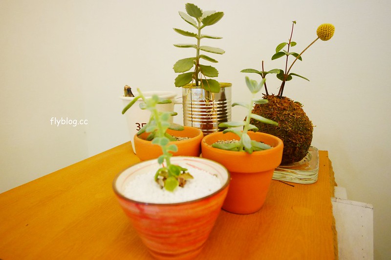 【苗栗三義】緩慢尋路綠波浪，投進森林的環抱，享受大自然的交響樂，讓心靈沈澱人也放空 @飛天璇的口袋