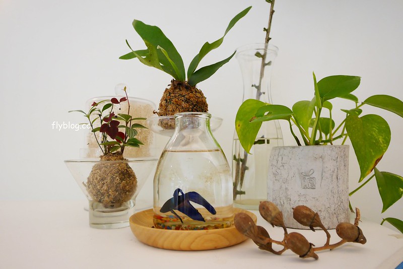 【苗栗三義】緩慢尋路綠波浪，投進森林的環抱，享受大自然的交響樂，讓心靈沈澱人也放空 @飛天璇的口袋