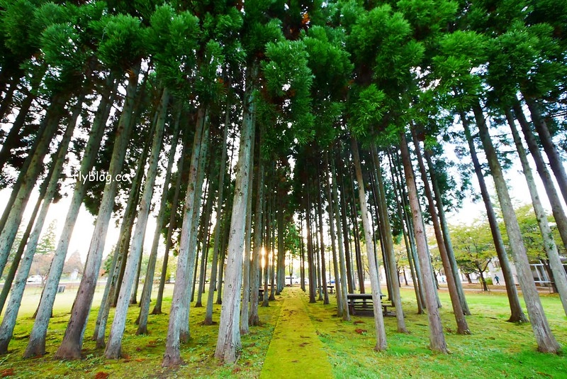 日本秋田｜國際教養大學中嶋紀念圖書館．日本最美的圖書館之稱，365天24小時都不打烊 @飛天璇的口袋