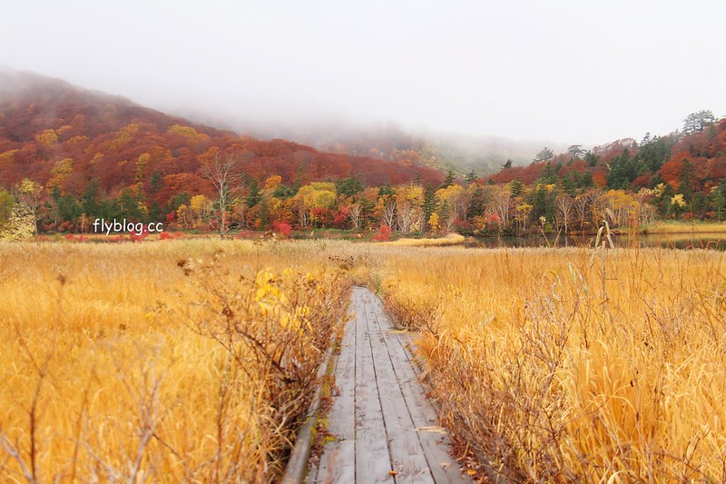 日本秋田｜八幡平國家公園．秋田最美楓葉季在大沼，分享交通方式和周邊景點 @飛天璇的口袋