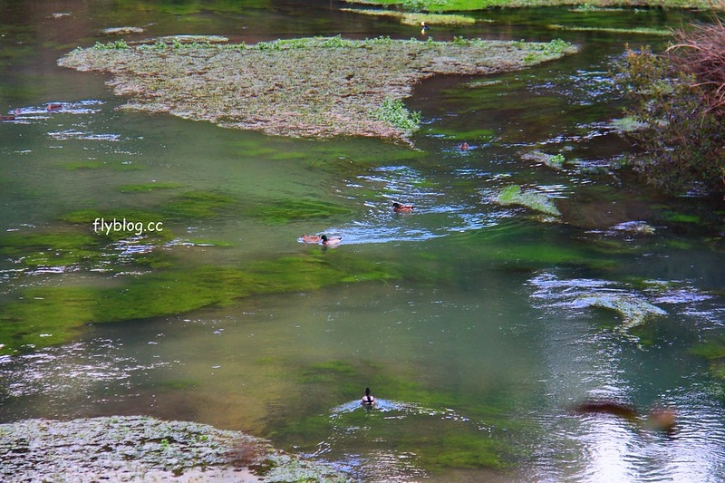 紐西蘭漢密爾頓｜藍泉 Blue Spring Putaruru．紐西蘭北島的神秘景點，清澈夢幻的藍色泉水，紐西蘭70%的瓶裝水出處 @飛天璇的口袋