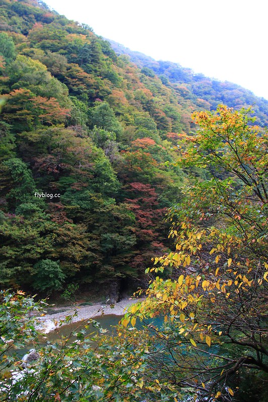 日本秋田｜抱返溪谷．最美楓葉季，東北著名賞楓景點，文章分享交通方式 @飛天璇的口袋