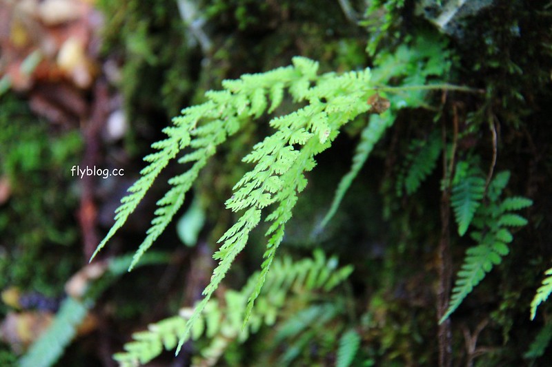 日本秋田｜抱返溪谷．最美楓葉季，東北著名賞楓景點，文章分享交通方式 @飛天璇的口袋