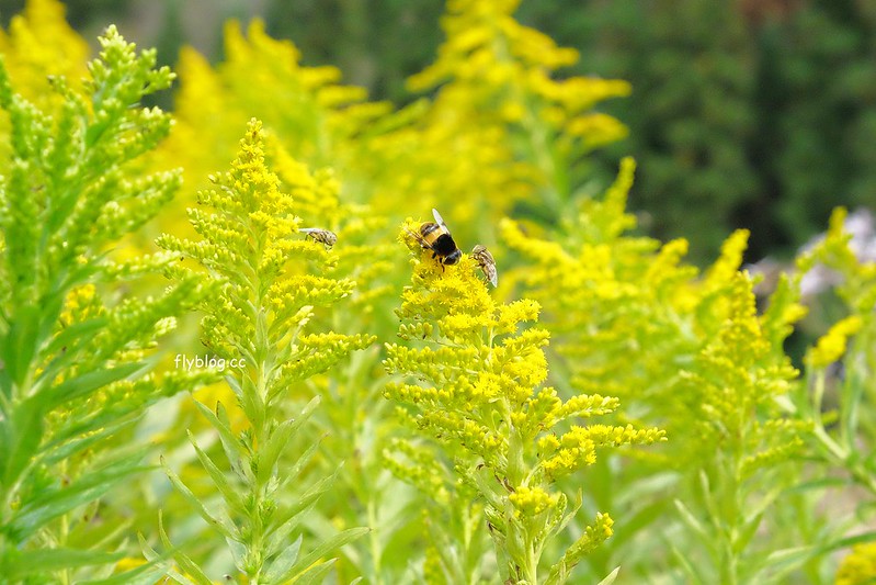 日本岐阜｜合掌村．遇見秋天的浪漫，名古屋到合掌村交通方式，美食餐廳推薦 @飛天璇的口袋