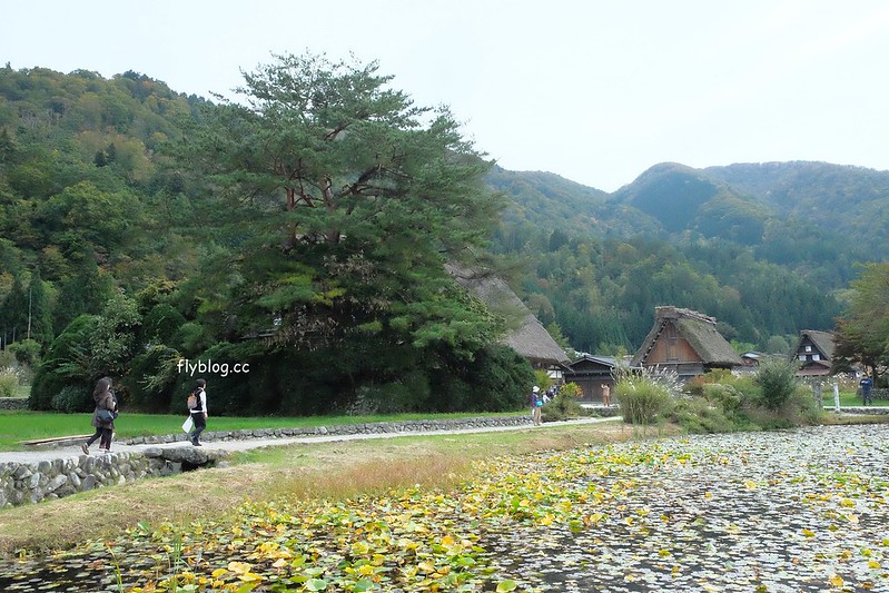 日本岐阜｜合掌村．遇見秋天的浪漫，名古屋到合掌村交通方式，美食餐廳推薦 @飛天璇的口袋