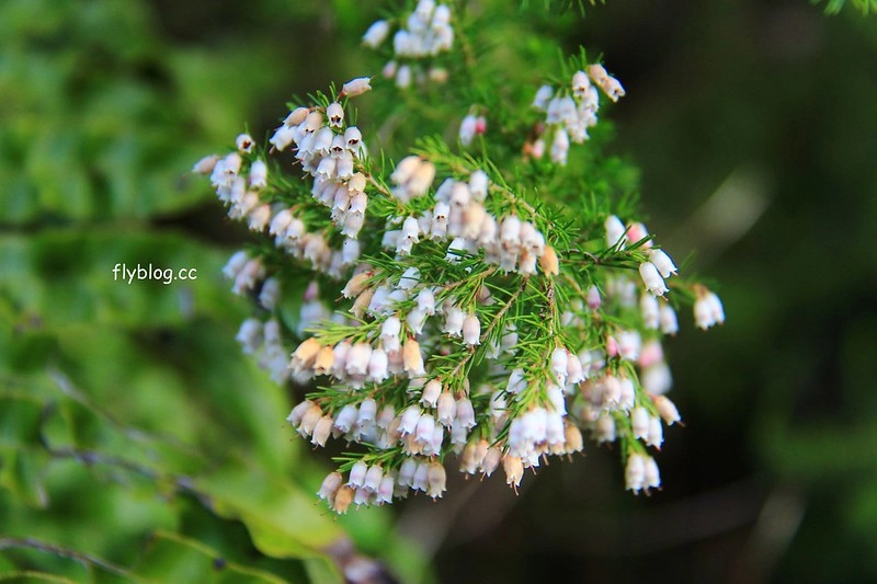 紐西蘭漢密爾頓｜藍泉 Blue Spring Putaruru．紐西蘭北島的神秘景點，清澈夢幻的藍色泉水，紐西蘭70%的瓶裝水出處 @飛天璇的口袋