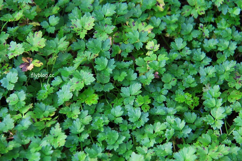 紐西蘭漢密爾頓｜藍泉 Blue Spring Putaruru．紐西蘭北島的神秘景點，清澈夢幻的藍色泉水，紐西蘭70%的瓶裝水出處 @飛天璇的口袋