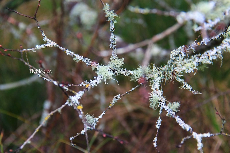 紐西蘭漢密爾頓｜藍泉 Blue Spring Putaruru．紐西蘭北島的神秘景點，清澈夢幻的藍色泉水，紐西蘭70%的瓶裝水出處 @飛天璇的口袋