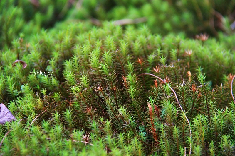 紐西蘭漢密爾頓｜藍泉 Blue Spring Putaruru．紐西蘭北島的神秘景點，清澈夢幻的藍色泉水，紐西蘭70%的瓶裝水出處 @飛天璇的口袋