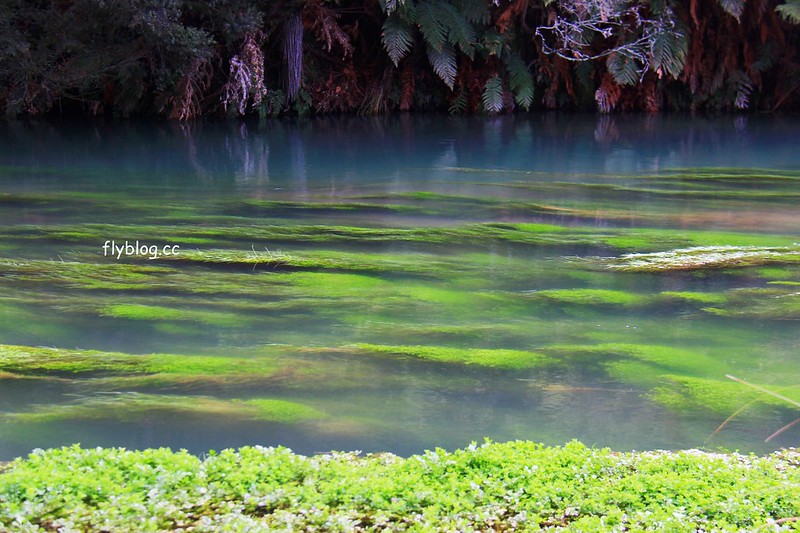 紐西蘭漢密爾頓｜藍泉 Blue Spring Putaruru．紐西蘭北島的神秘景點，清澈夢幻的藍色泉水，紐西蘭70%的瓶裝水出處 @飛天璇的口袋