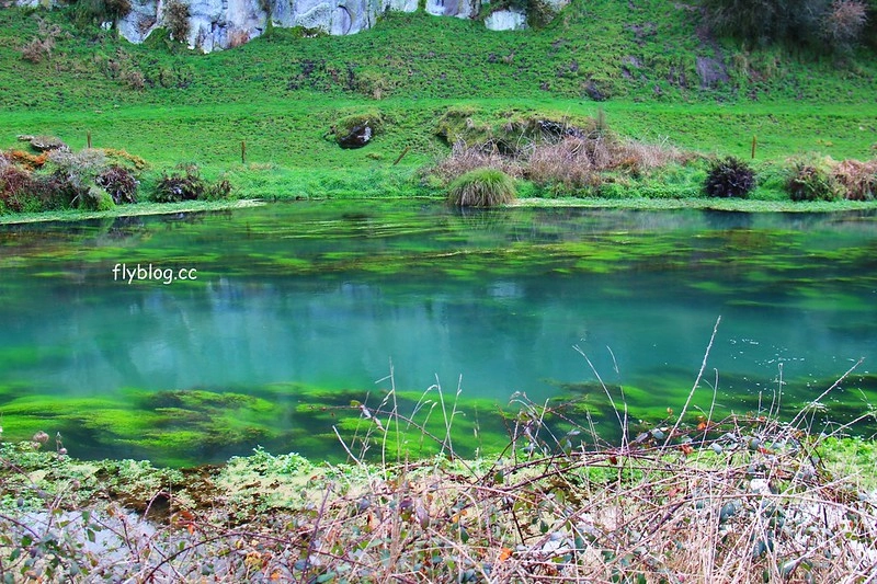 紐西蘭漢密爾頓｜藍泉 Blue Spring Putaruru．紐西蘭北島的神秘景點，清澈夢幻的藍色泉水，紐西蘭70%的瓶裝水出處 @飛天璇的口袋