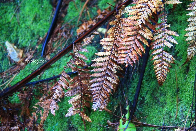紐西蘭漢密爾頓｜藍泉 Blue Spring Putaruru．紐西蘭北島的神秘景點，清澈夢幻的藍色泉水，紐西蘭70%的瓶裝水出處 @飛天璇的口袋