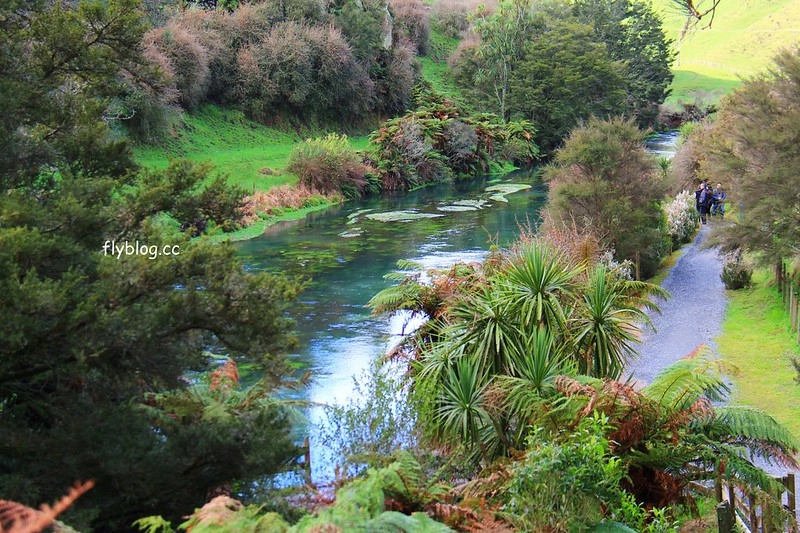 紐西蘭漢密爾頓｜藍泉 Blue Spring Putaruru．紐西蘭北島的神秘景點，清澈夢幻的藍色泉水，紐西蘭70%的瓶裝水出處 @飛天璇的口袋