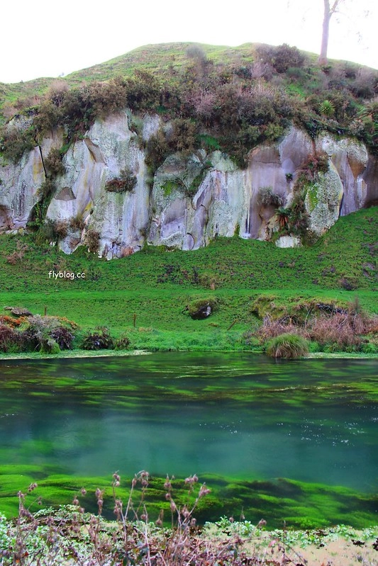 紐西蘭漢密爾頓｜藍泉 Blue Spring Putaruru．紐西蘭北島的神秘景點，清澈夢幻的藍色泉水，紐西蘭70%的瓶裝水出處 @飛天璇的口袋