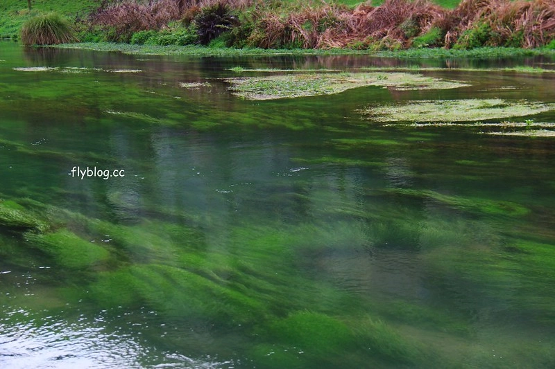 紐西蘭漢密爾頓｜藍泉 Blue Spring Putaruru．紐西蘭北島的神秘景點，清澈夢幻的藍色泉水，紐西蘭70%的瓶裝水出處 @飛天璇的口袋
