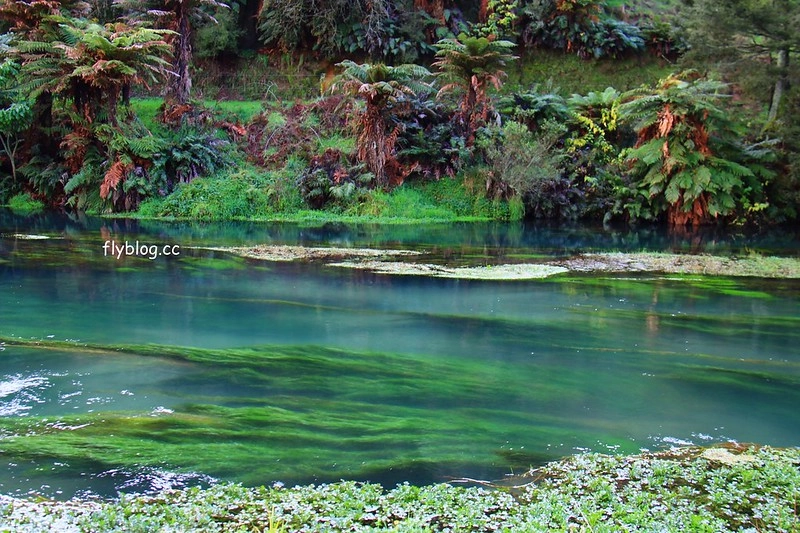 紐西蘭漢密爾頓｜藍泉 Blue Spring Putaruru．紐西蘭北島的神秘景點，清澈夢幻的藍色泉水，紐西蘭70%的瓶裝水出處 @飛天璇的口袋
