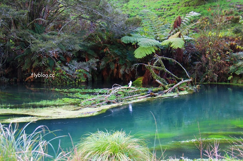 紐西蘭漢密爾頓｜藍泉 Blue Spring Putaruru．紐西蘭北島的神秘景點，清澈夢幻的藍色泉水，紐西蘭70%的瓶裝水出處 @飛天璇的口袋
