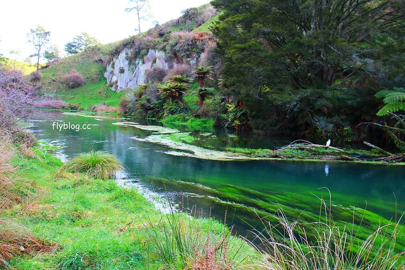 紐西蘭漢密爾頓｜藍泉 Blue Spring Putaruru．紐西蘭北島的神秘景點，清澈夢幻的藍色泉水，紐西蘭70%的瓶裝水出處 @飛天璇的口袋