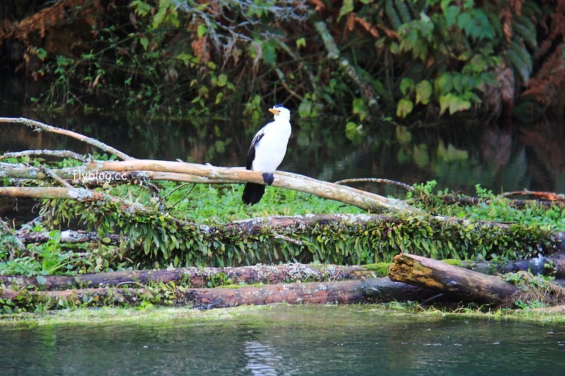 紐西蘭漢密爾頓｜藍泉 Blue Spring Putaruru．紐西蘭北島的神秘景點，清澈夢幻的藍色泉水，紐西蘭70%的瓶裝水出處 @飛天璇的口袋