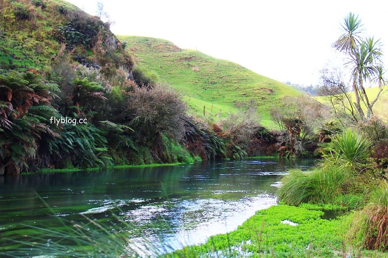 紐西蘭漢密爾頓｜藍泉 Blue Spring Putaruru．紐西蘭北島的神秘景點，清澈夢幻的藍色泉水，紐西蘭70%的瓶裝水出處 @飛天璇的口袋