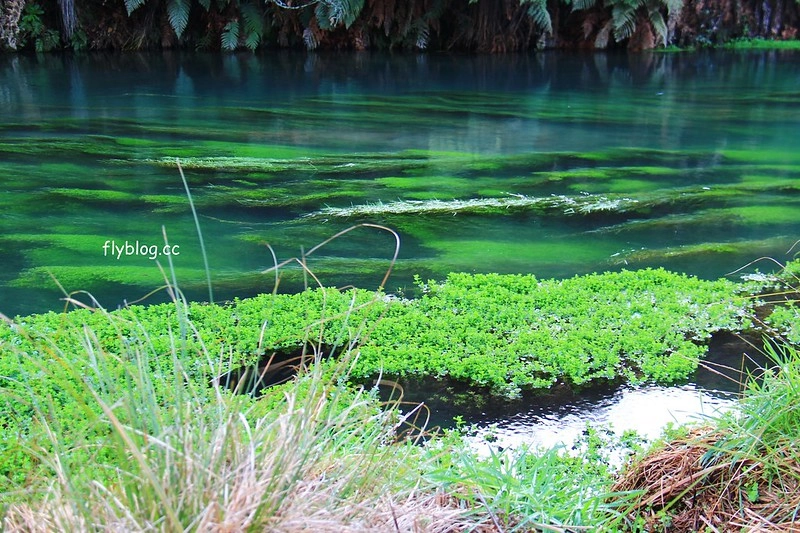 紐西蘭漢密爾頓｜藍泉 Blue Spring Putaruru．紐西蘭北島的神秘景點，清澈夢幻的藍色泉水，紐西蘭70%的瓶裝水出處 @飛天璇的口袋