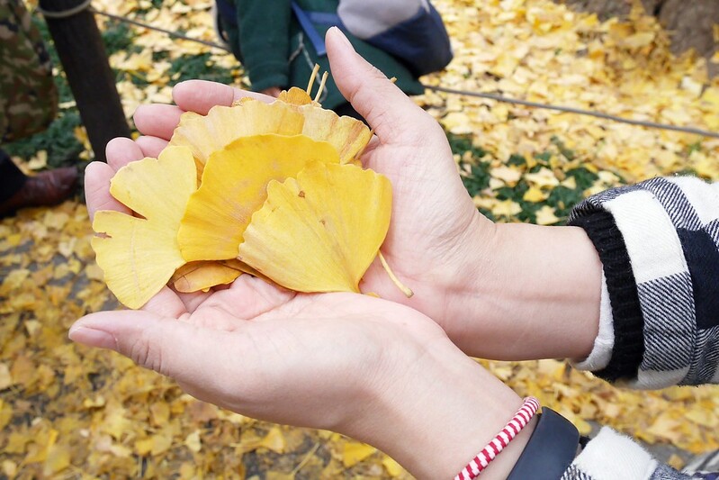 日本東京｜東京輕井澤5天4夜自由行懶人包，東京必玩景點、必吃美食、必買商品、飯店住宿、交通方式、行程分享 @飛天璇的口袋
