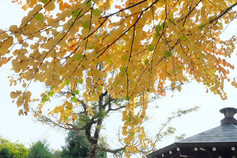 日本岐阜｜飛驒古川．電影你的名字拍攝聖地巡禮，JR高山站15分鐘車程抵達 @飛天璇的口袋