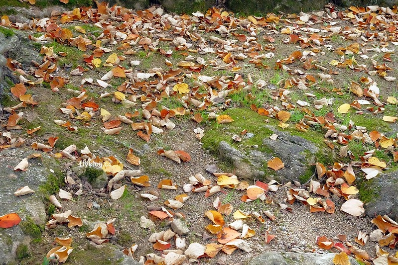 日本岐阜｜飛驒古川．電影你的名字拍攝聖地巡禮，JR高山站15分鐘車程抵達 @飛天璇的口袋