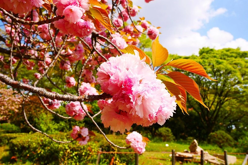 日本愛知｜名古屋城．日本三大名城之一，交通方式以及門票售價 @飛天璇的口袋