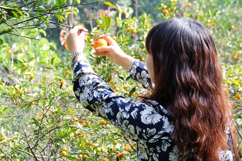 2018花博在后里┃台中后里：結果花博以及農遊，採果、露營、梨の筆DIY，搭配兩天一夜露營行程，后里也有不同的玩法 @飛天璇的口袋