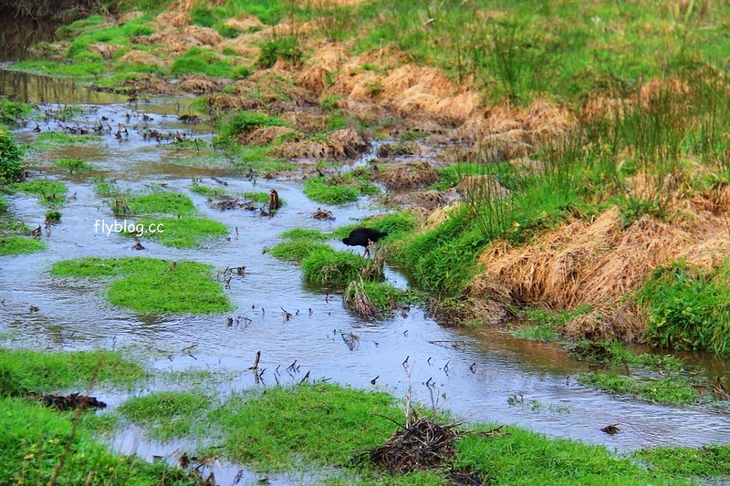 紐西蘭漢密爾頓｜藍泉 Blue Spring Putaruru．紐西蘭北島的神秘景點，清澈夢幻的藍色泉水，紐西蘭70%的瓶裝水出處 @飛天璇的口袋