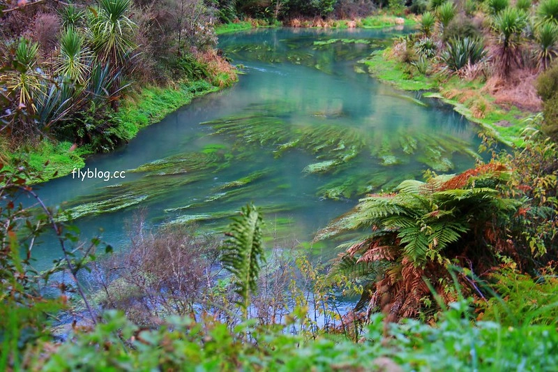紐西蘭漢密爾頓｜藍泉 Blue Spring Putaruru．紐西蘭北島的神秘景點，清澈夢幻的藍色泉水，紐西蘭70%的瓶裝水出處 @飛天璇的口袋