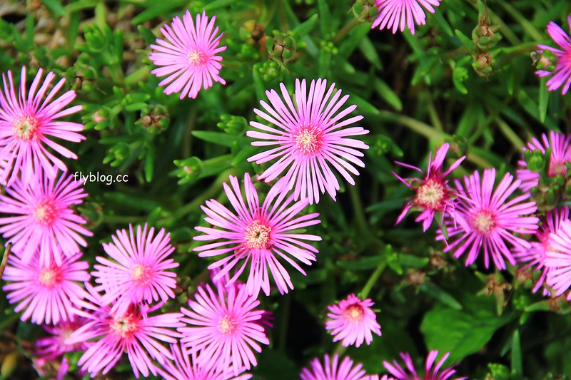 日本長野｜諏訪湖，動漫電影「你的名字」中系守湖的場景巡禮，同場加映日本最古老的神社之一「諏訪大社」 @飛天璇的口袋