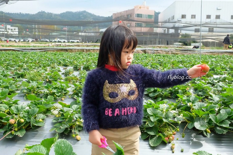 台中潭子｜草莓世界．採草莓不用到苗栗大湖，台中潭子就有草莓園，無毒有機草莓吃的安心 @飛天璇的口袋