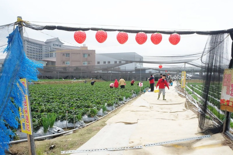 台中潭子｜草莓世界．採草莓不用到苗栗大湖，台中潭子就有草莓園，無毒有機草莓吃的安心 @飛天璇的口袋