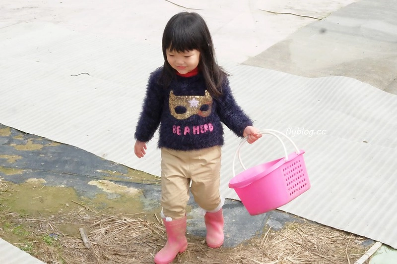 台中潭子｜草莓世界．採草莓不用到苗栗大湖，台中潭子就有草莓園，無毒有機草莓吃的安心 @飛天璇的口袋