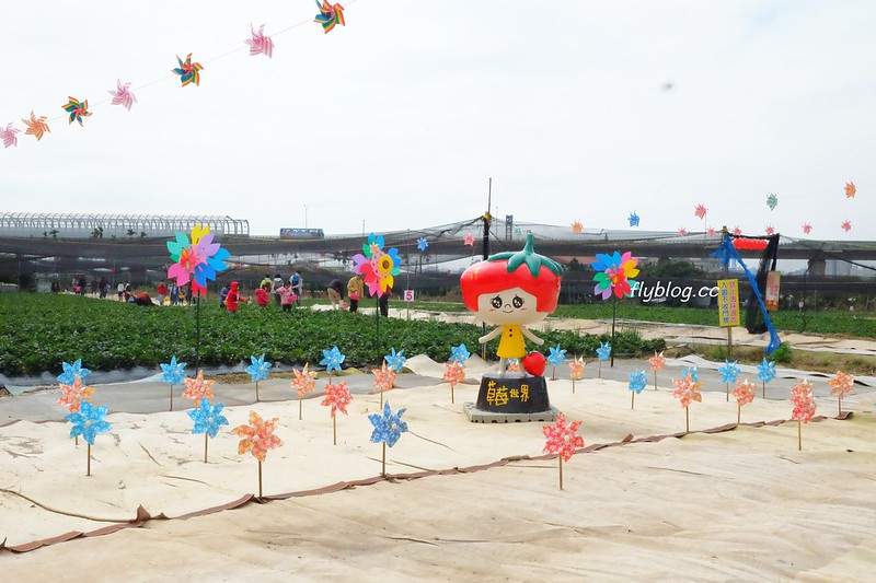 台中潭子｜草莓世界．採草莓不用到苗栗大湖，台中潭子就有草莓園，無毒有機草莓吃的安心 @飛天璇的口袋