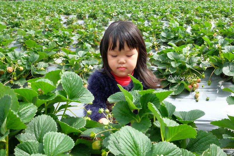 台中潭子｜草莓世界．採草莓不用到苗栗大湖，台中潭子就有草莓園，無毒有機草莓吃的安心 @飛天璇的口袋