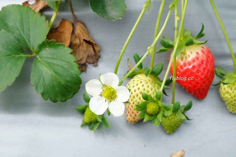 台中潭子｜草莓世界．採草莓不用到苗栗大湖，台中潭子就有草莓園，無毒有機草莓吃的安心 @飛天璇的口袋