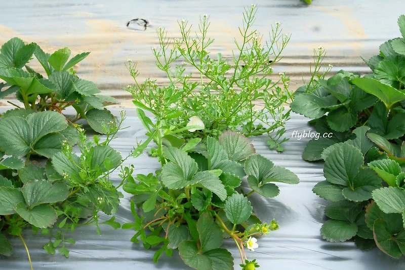 台中潭子｜草莓世界．採草莓不用到苗栗大湖，台中潭子就有草莓園，無毒有機草莓吃的安心 @飛天璇的口袋