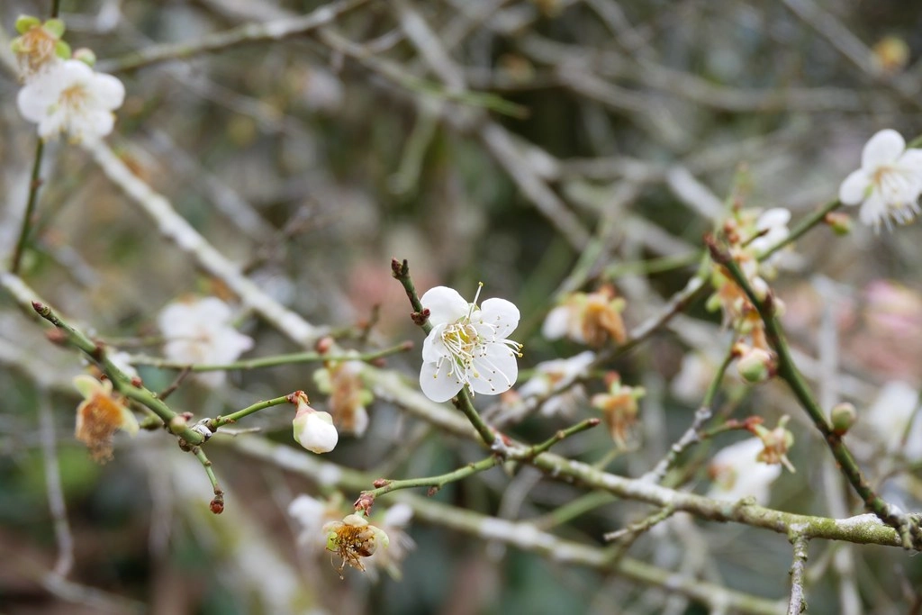 【南投信義】烏松崙石家梅園，南投三大賞梅景點之一，居高鄰下鳥瞰陳友蘭溪之美 @飛天璇的口袋