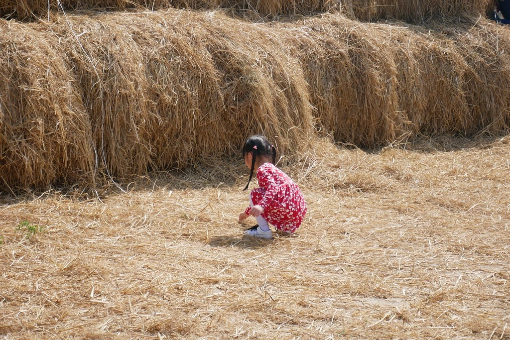 稻草捲心酥：草地上巨型咖啡捲心酥，IG打卡熱門景點，嘉義新港就有哦！ @飛天璇的口袋