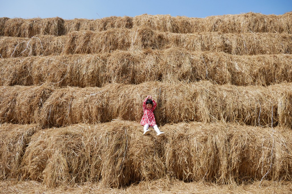 稻草捲心酥：草地上巨型咖啡捲心酥，IG打卡熱門景點，嘉義新港就有哦！ @飛天璇的口袋