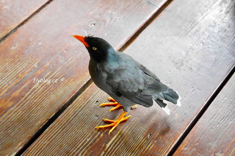 台中石岡｜仙塘跡餐廳，為了燜鴨專程來朝聖，非常隱密生意卻超好的景觀餐廳 @飛天璇的口袋
