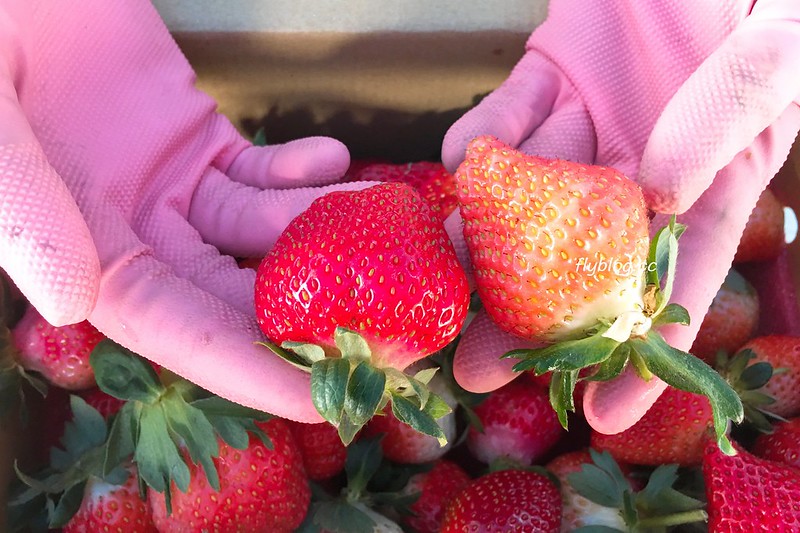 台中潭子｜草莓世界．採草莓不用到苗栗大湖，台中潭子就有草莓園，無毒有機草莓吃的安心 @飛天璇的口袋