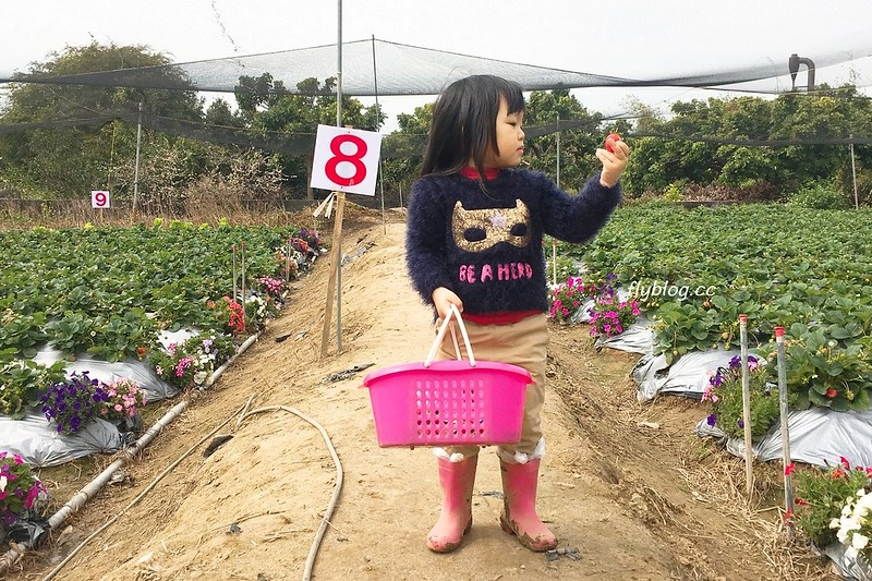 台中潭子｜草莓世界．採草莓不用到苗栗大湖，台中潭子就有草莓園，無毒有機草莓吃的安心 @飛天璇的口袋