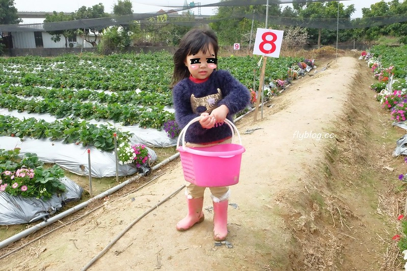 台中潭子｜草莓世界．採草莓不用到苗栗大湖，台中潭子就有草莓園，無毒有機草莓吃的安心 @飛天璇的口袋